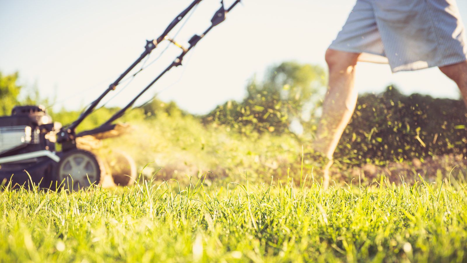 Get the Best Lawn Services in Rosemount, MN at Competitive Rates